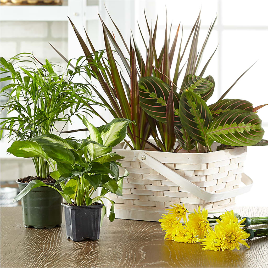 Florist Designed Blooming and Green Plants in a Basket – North Shore Weddings And Flowers, Kahuku HI