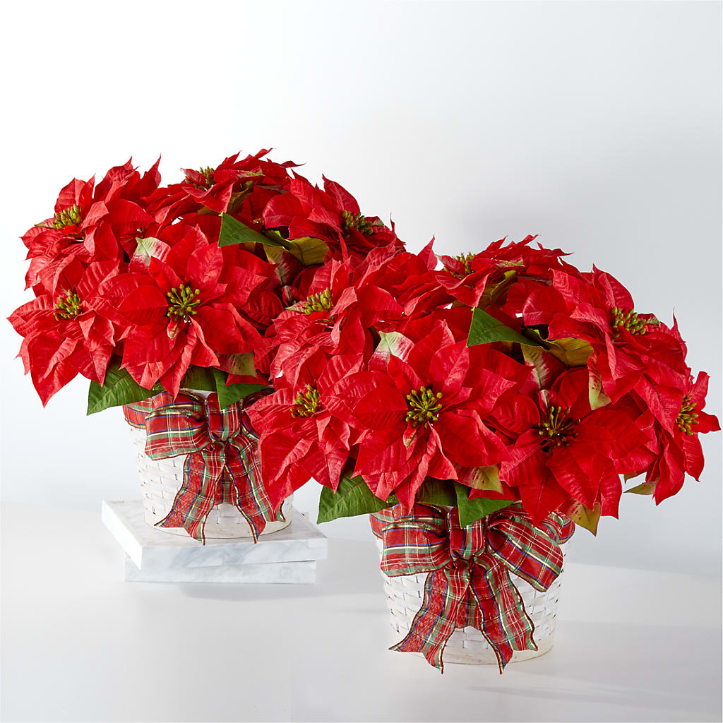 Happiest Holidays Poinsettia Bundle – North Shore Weddings And Flowers, Kahuku HI
