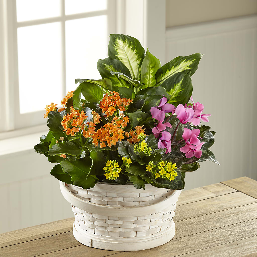 Color Crush Dishgarden – North Shore Weddings And Flowers, Kahuku HI