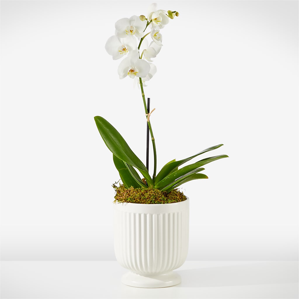 Whispering White Orchid – North Shore Weddings And Flowers, Kahuku HI