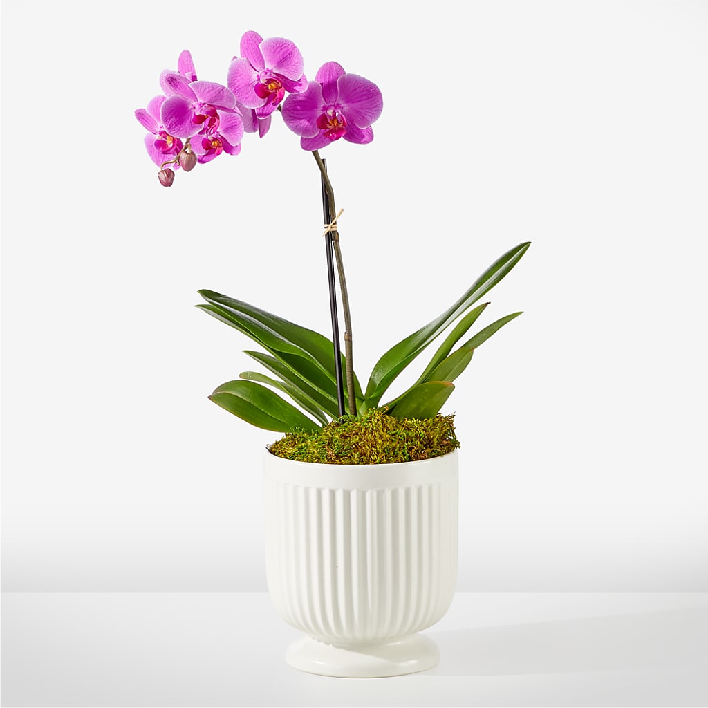 Friendly Fuchsia Orchid – North Shore Weddings And Flowers, Kahuku HI