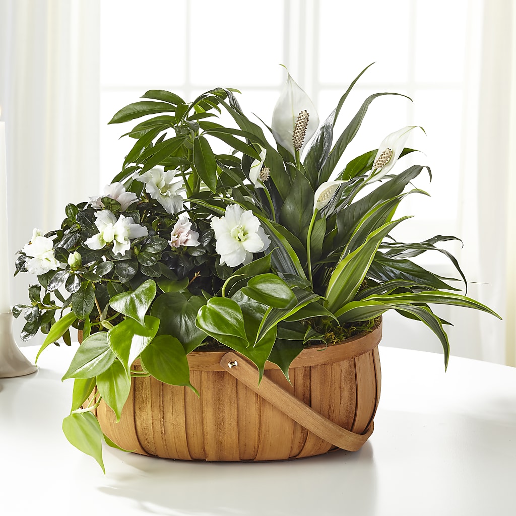 Serene Dishgarden – North Shore Weddings And Flowers, Kahuku HI