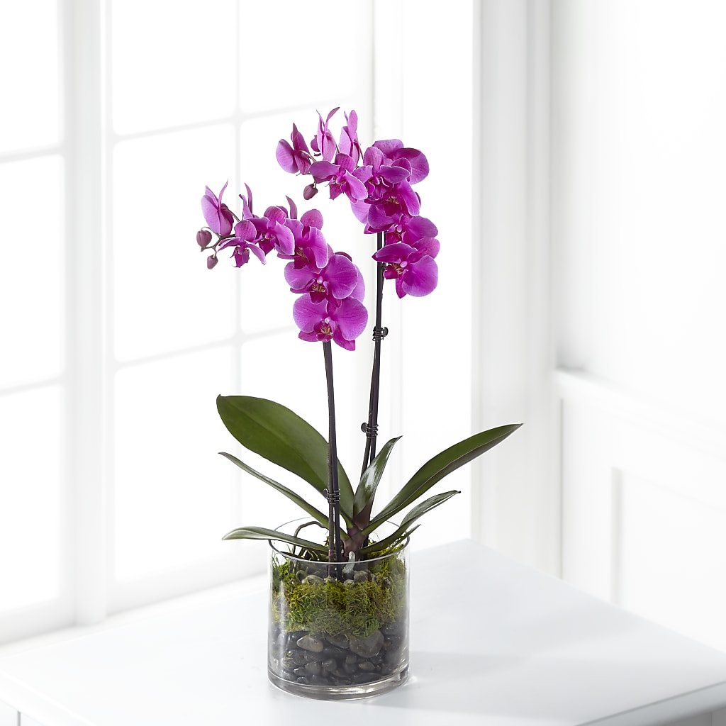 Pink Orchid Plant – North Shore Weddings And Flowers, Kahuku HI