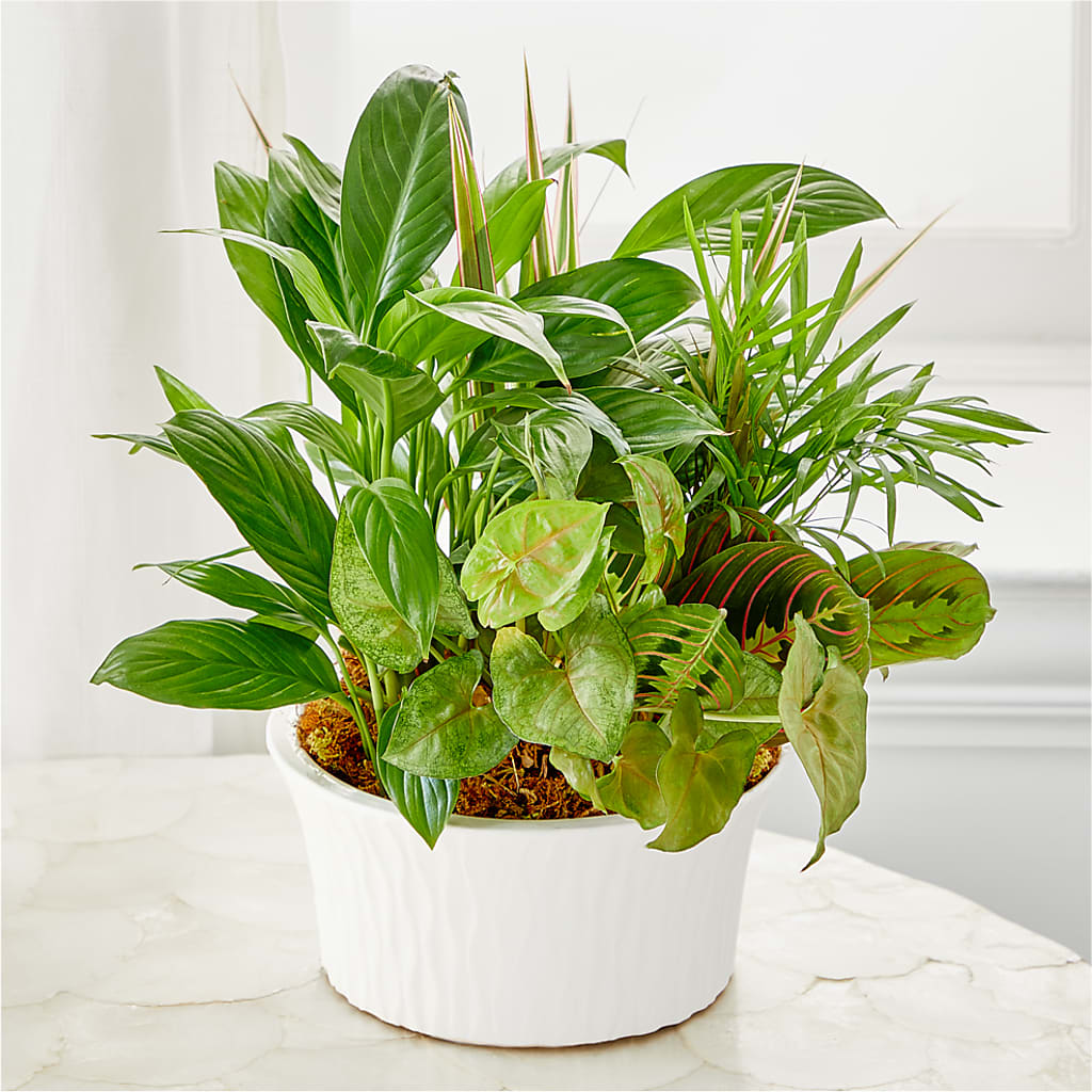 Balance & Harmony Dishgarden – North Shore Weddings And Flowers, Kahuku HI