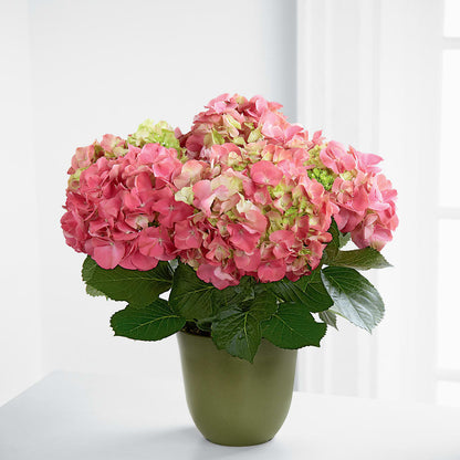 Pink Hydrangea Planter –  North Shore Weddings And Flowers, Kahuku HI