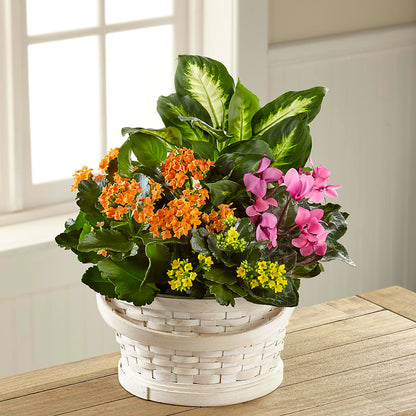 Color Crush Dishgarden –  North Shore Weddings And Flowers, Kahuku HI