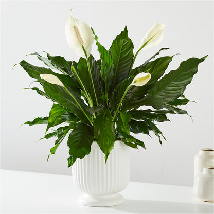 Comfort Planter –  North Shore Weddings And Flowers, Kahuku HI