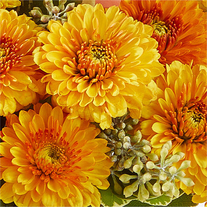 Peachy Pumpkin –  North Shore Weddings And Flowers, Kahuku HI