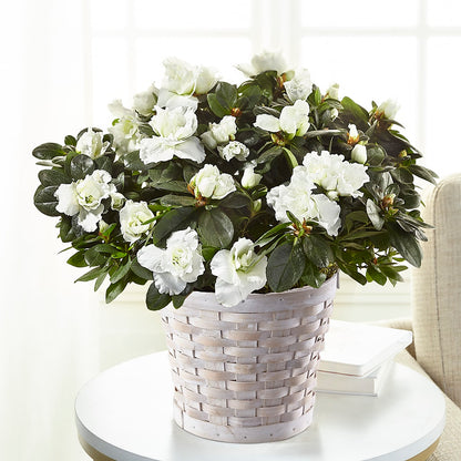White Azalea Plant –  North Shore Weddings And Flowers, Kahuku HI