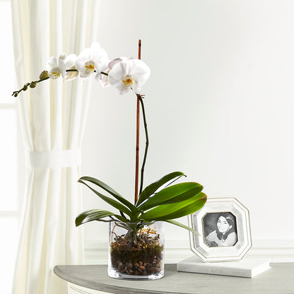 White Orchid Planter –  North Shore Weddings And Flowers, Kahuku HI